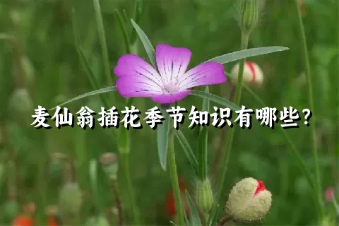 麦仙翁插花季节知识有哪些？