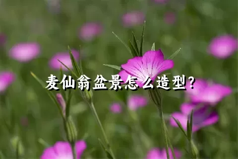 麦仙翁盆景怎么造型？