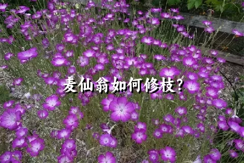 麦仙翁如何修枝？