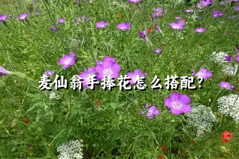 麦仙翁手捧花怎么搭配？