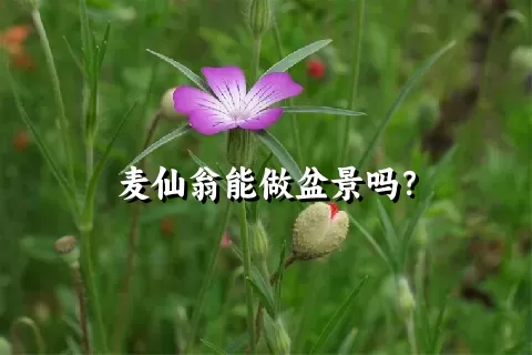 麦仙翁能做盆景吗？