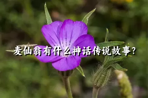 麦仙翁有什么神话传说故事？