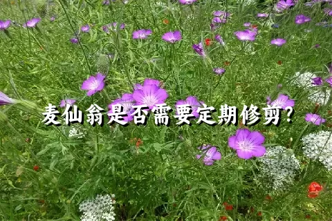 麦仙翁是否需要定期修剪？