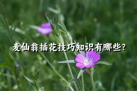 麦仙翁插花技巧知识有哪些？