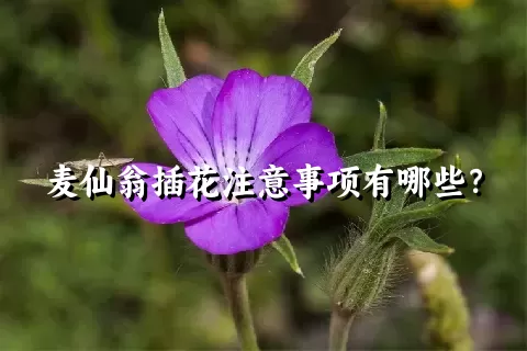 麦仙翁插花注意事项有哪些？