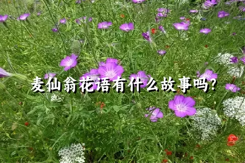 麦仙翁花语有什么故事吗？