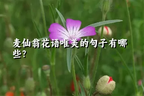 麦仙翁花语唯美的句子有哪些？