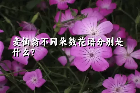 麦仙翁不同朵数花语分别是什么？