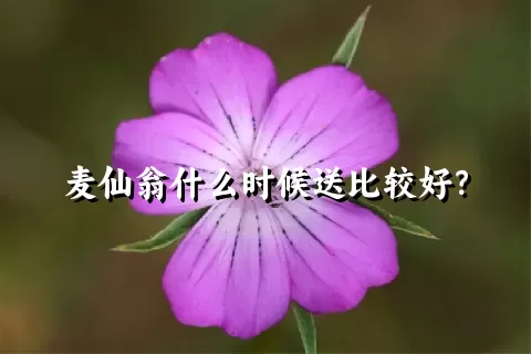 麦仙翁什么时候送比较好？