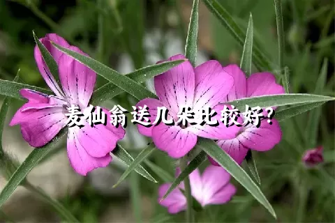 麦仙翁送几朵比较好？