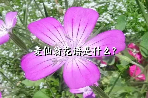 麦仙翁花语是什么？