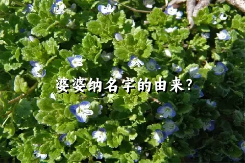 婆婆纳名字的由来？