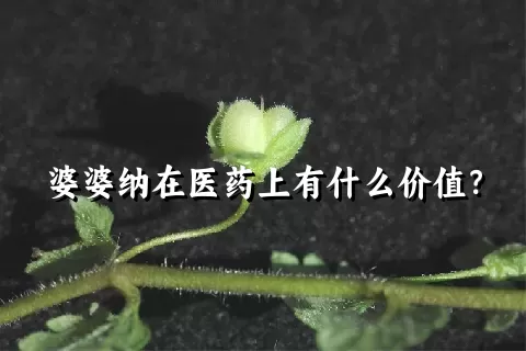 婆婆纳在医药上有什么价值？