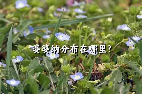 婆婆纳分布在哪里?