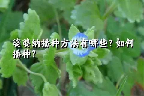 婆婆纳播种方法有哪些？如何播种？