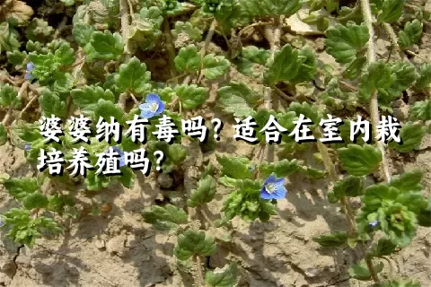 婆婆纳有毒吗？适合在室内栽培养殖吗？