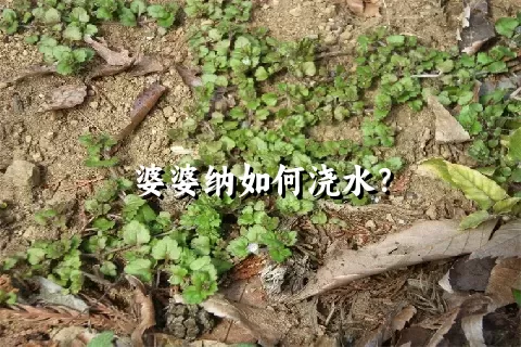 婆婆纳如何浇水？