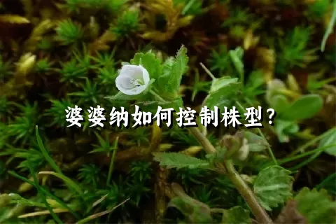 婆婆纳如何控制株型？