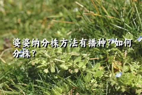 婆婆纳分株方法有播种？如何分株？