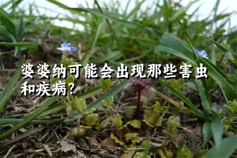 婆婆纳可能会出现那些害虫和疾病？