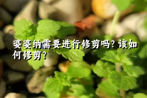 婆婆纳需要进行修剪吗？该如何修剪？