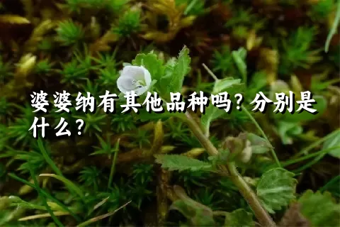 婆婆纳有其他品种吗？分别是什么？