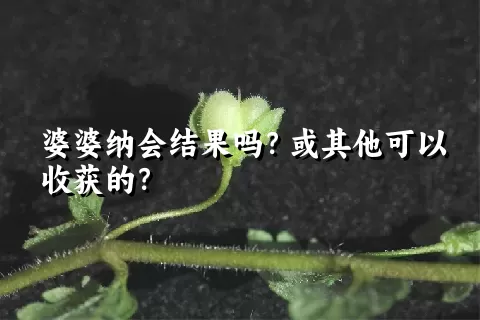 婆婆纳会结果吗？或其他可以收获的？