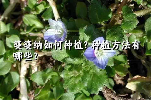 婆婆纳如何种植？种植方法有哪些？