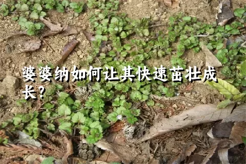 婆婆纳如何让其快速茁壮成长？