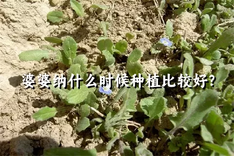 婆婆纳什么时候种植比较好？