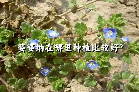 婆婆纳在哪里种植比较好？