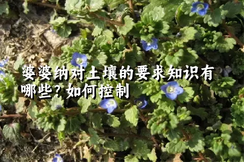 婆婆纳对土壤的要求知识有哪些？如何控制