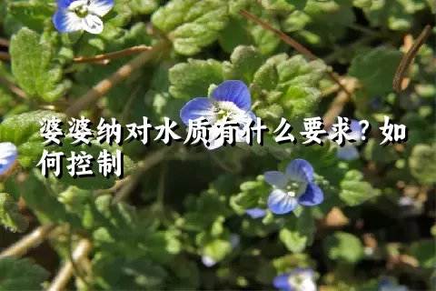 婆婆纳对水质有什么要求？如何控制