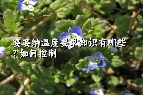 婆婆纳温度要求知识有哪些？如何控制