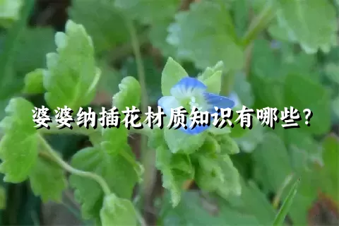 婆婆纳插花材质知识有哪些？