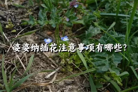 婆婆纳插花注意事项有哪些？