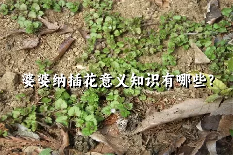 婆婆纳插花意义知识有哪些？