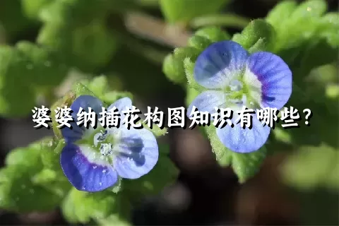 婆婆纳插花构图知识有哪些？