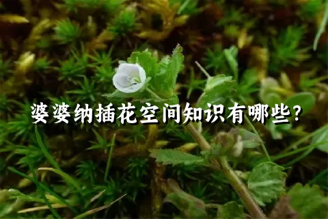 婆婆纳插花空间知识有哪些？