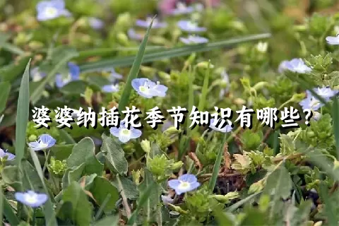 婆婆纳插花季节知识有哪些？