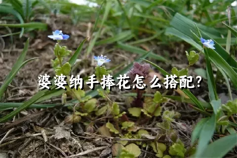 婆婆纳手捧花怎么搭配？