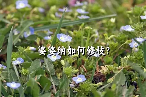 婆婆纳如何修枝？