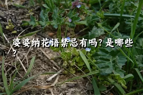 婆婆纳花语禁忌有吗？是哪些？