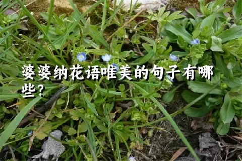 婆婆纳花语唯美的句子有哪些？