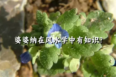 婆婆纳在风水学中有知识？