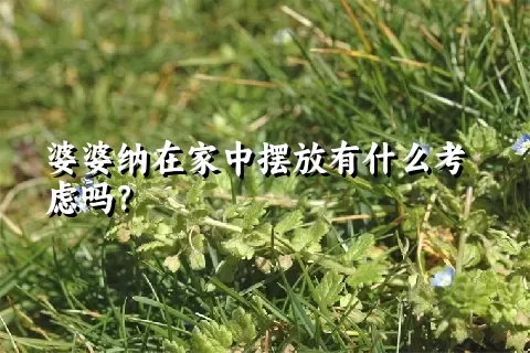 婆婆纳在家中摆放有什么考虑吗？