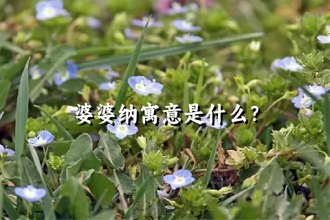 婆婆纳寓意是什么？