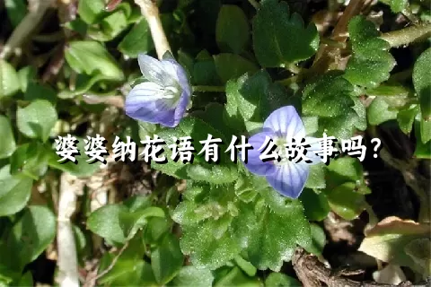 婆婆纳花语有什么故事吗？