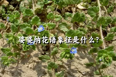 婆婆纳花语象征是什么？