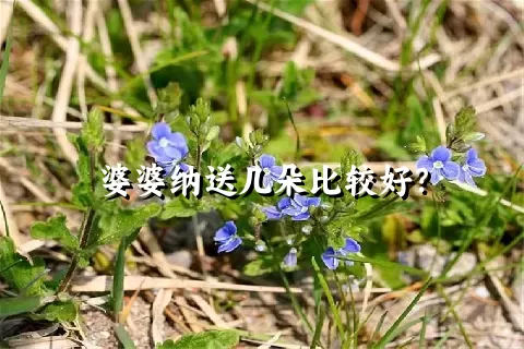 婆婆纳送几朵比较好？